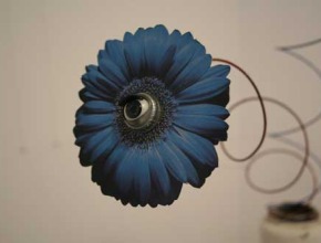 eye_flower_blue