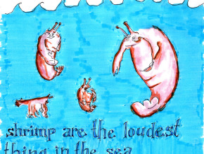shrimp-are-loud